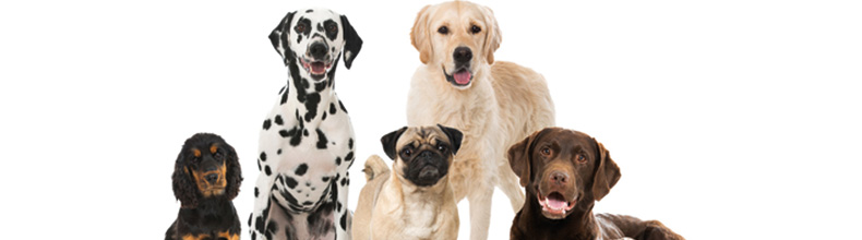 Hundehalterhaftpflicht - viele Hundehalter unterschätzen Notwendigkeit der Versicherung